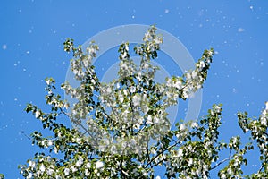 Cottonwood tree having  masses of seeds with a cottony covering.