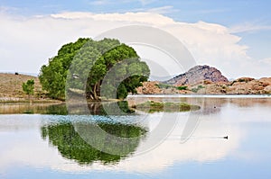 Cottonwood Tree and Lake photo