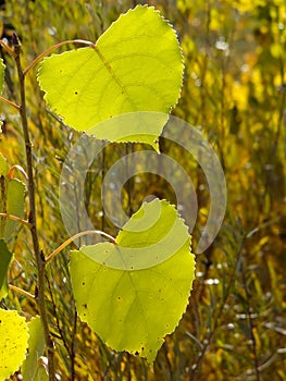Cottonwood tree leaf photo