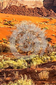 Cottonwood tree in Monument Valley