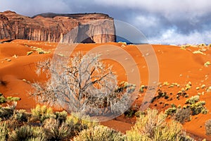 Cottonwood tree in Monument Valley photo