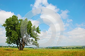 Cottonwood Tree in a Rural Field