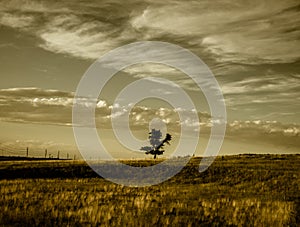 Cottonwood Tree Sepia Clouds in the Sky