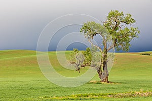 Cottonwood tree in wheat field under storm clouds in the Palouse hills