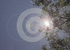 Cottonwood tree on windy day