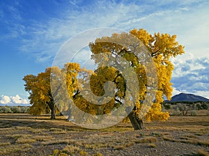 Cottonwood trees in autumn photo