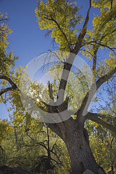 Cottonwood trees in the canyons of the southwest. Fall in the desert of Arizona