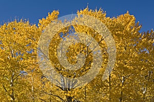 Cottonwood trees in the Fall
