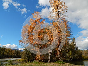 Cottonwood trees in fall