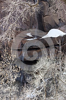 Cottonwood Trees in Winter Showing Silvery Branches against Redrock Cliffs