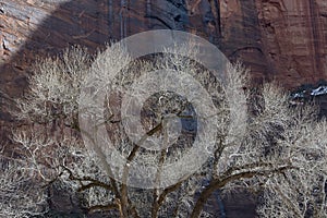 Cottonwood Trees in Winter with Waterfall and Redrock Cliffs