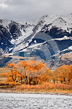 Cottonwoods and Mountains, Montana