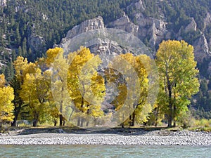 Cottonwoods, Yellowstone River, Montana