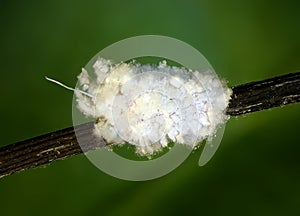 Cottony cushion scale insect