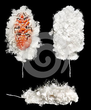 Cottony cushion scale insect