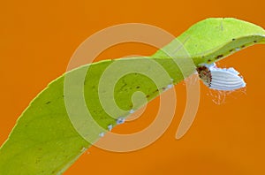 Cottony cushion scale insect Icerya purchasi on a lemon leaf