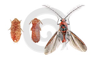 Cottony Cushion Scale. Male development