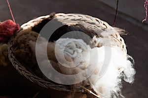 Cottony Cushion Scale