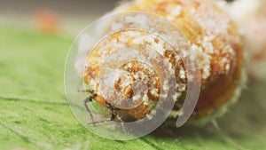 Cottony Cusion white Scale pest on a lemon tree. Mother is seen on leaves with colony. Citrus industry, pest control and