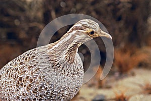 Coturnix coturnix quail