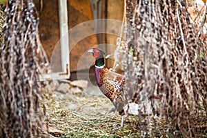 Coturnix Quail modern farming. Common quail male and female birds in motion blur difficult to see.