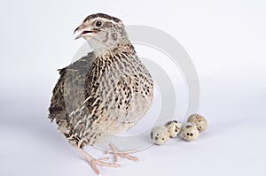 Coturnix on a white background