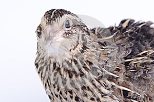 Coturnix on a white background