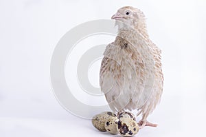 Coturnix on a white background