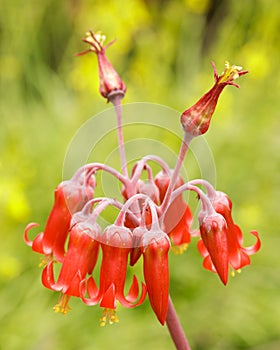 Cotyledon flower in Bloom
