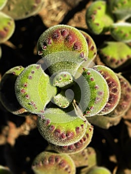 Cotyledon Ladysmithensis