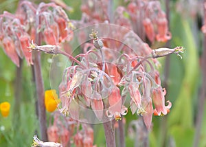 Cotyledon orbiculata, commonly known as pig\'s ear or round-leafed navel-wort photo
