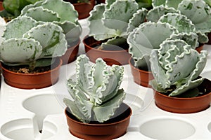 Cotyledon orbiculata  evergreen succulent