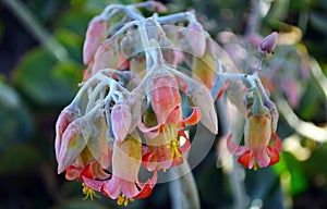 Cotyledon orbiculata. Pig`s Ear. Oreja de cerdo photo