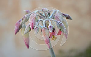 Cotyledon orbiculata Pig`s Ear photo