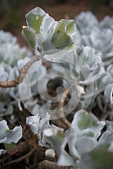 Cotyledon undulata, also known as a silver crown or silver ruffle