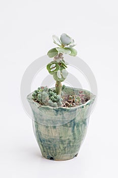Cotyledon undulata succulent houseplant in green handmade pot. Small flower bouquet arrangement, blossom home decor design