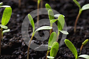 The cotyledons leaves