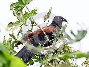 Coucal