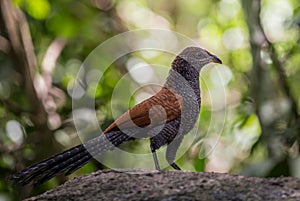 Coucals, Crow pheasants standing on a rock in the forest