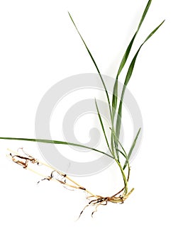 Couch, Agropyron repens