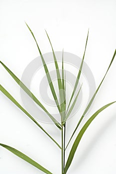 Couch  Agropyron repens