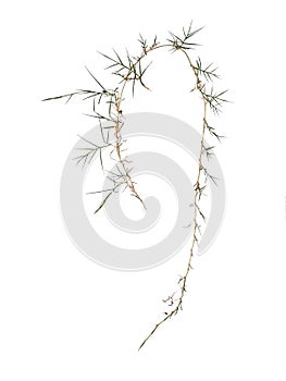 Couch aka twitch grass Elymus repens. invasive weed hated by gardeners. Isolated on white.