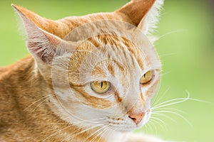 Couching down cute orange stripped cat