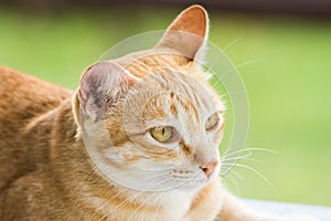 Couching down cute orange stripped cat