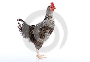 Coucou Cou Marans hen from France