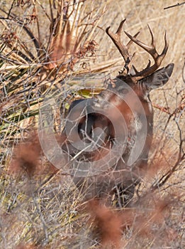 Coues Whitetail Deer Buck in Arizona