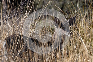 Coues Whitetail Deer Buck in Arizona
