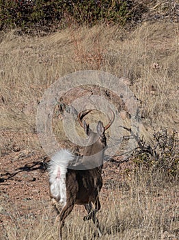 Coues Whitetail Deer Buck in Arizona in Winter