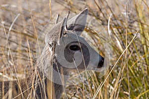 Coues Whitetail Deer Buck Portrait in Arizona