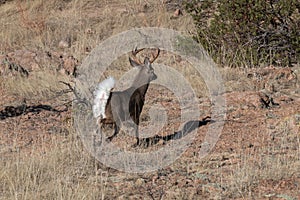 Coues Whitetail Deer Buck Running in Arizona in Winter